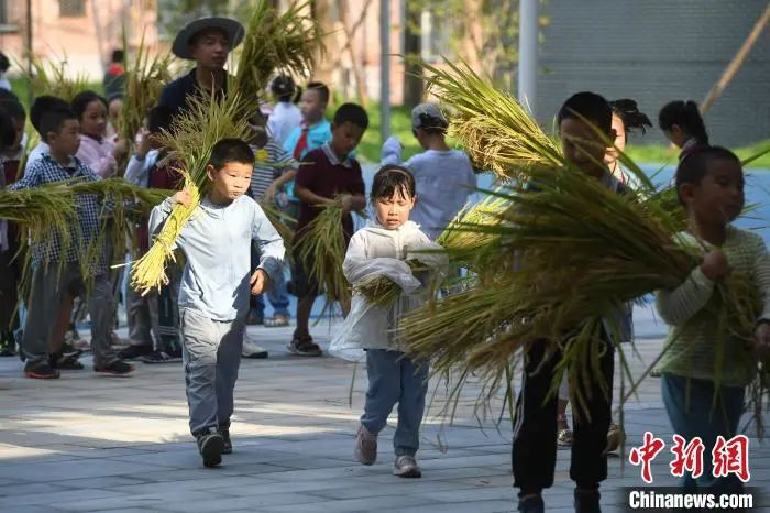 資料圖:小學(xué)生們體驗收割水稻。陳超 攝